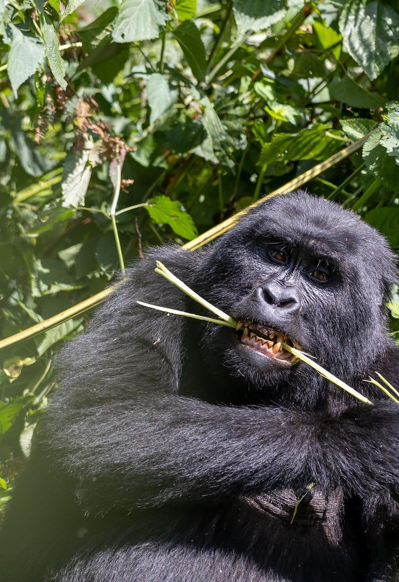Bwindi Impenetrable Forest